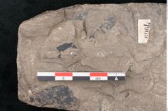 Foto (Detailansicht) von Quercus naumanni Ettingshausen (NHMW-GEO-2024-0188-7969)